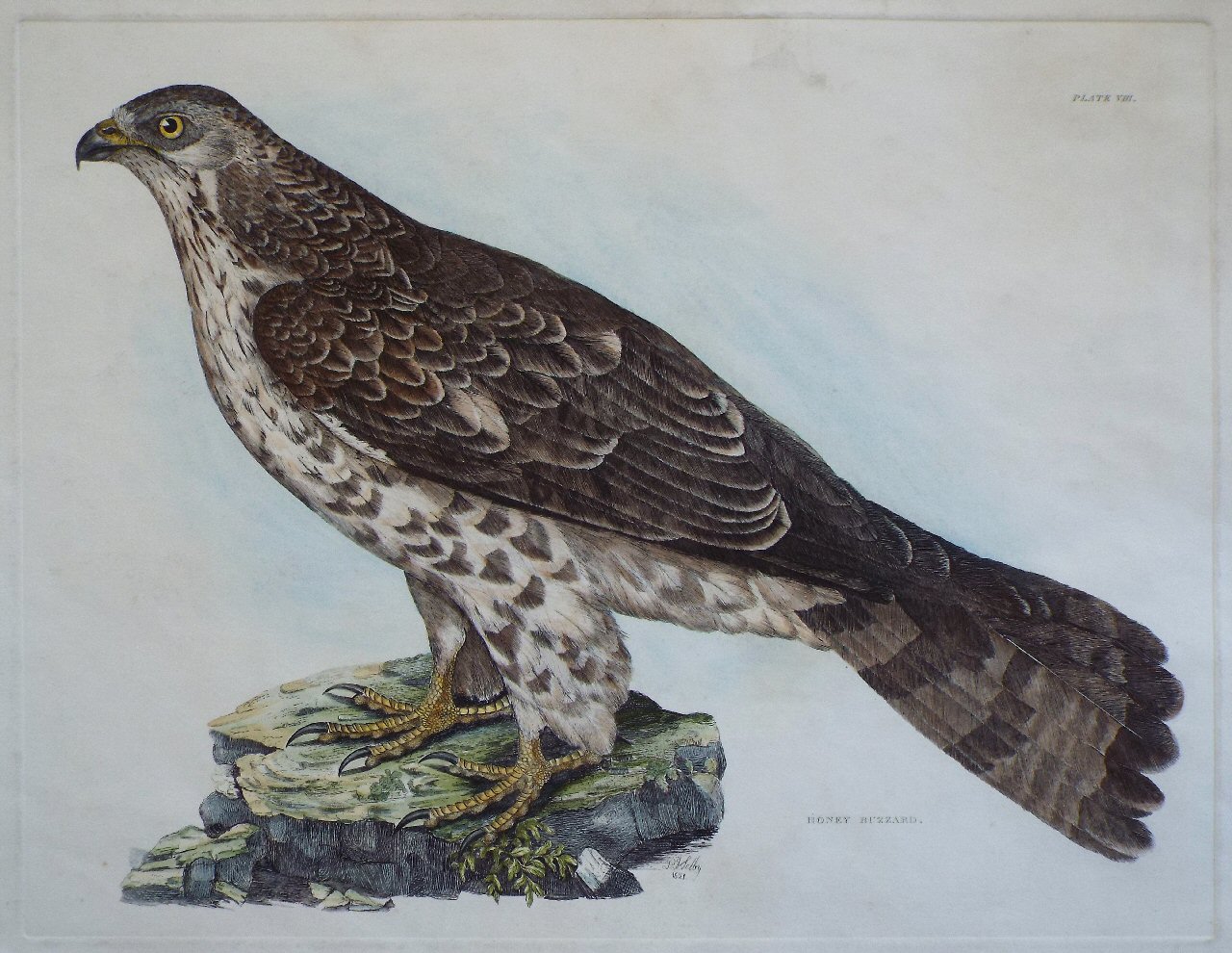 Print - Honey Buzzard